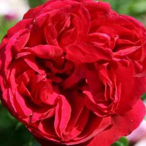 Rdeča - Roza - Eric Tabarly® - 